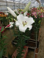 [4176 Agostini VH No01.JPG]